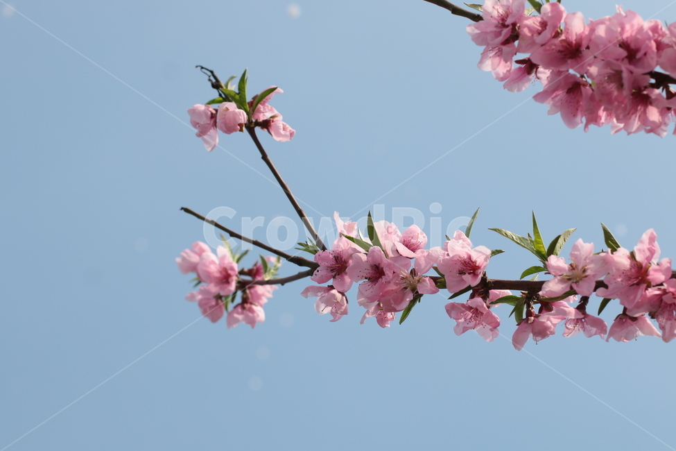 plant,식물,flower,꽃,벚꽃,봄,봄사진,감성사진,봄,계절,spring,season,blossom