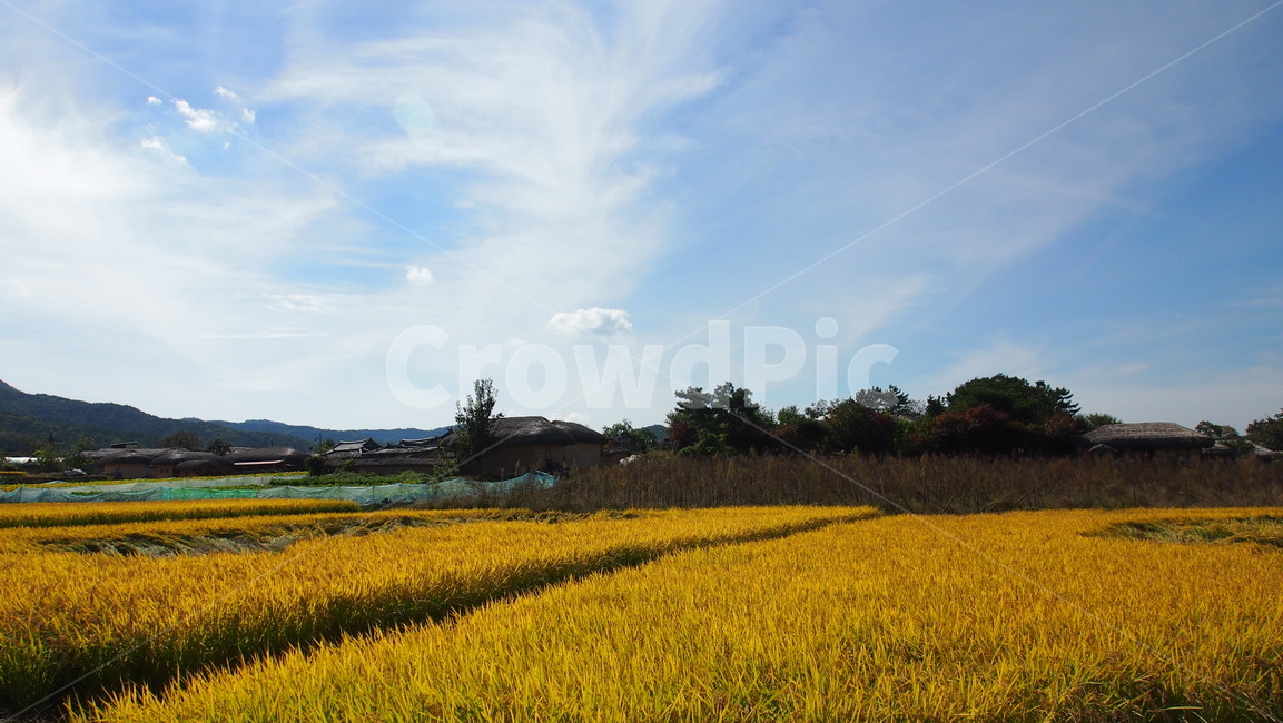 파란하늘,field,들,grassland,outdoors,nature,meadow,rural,농촌