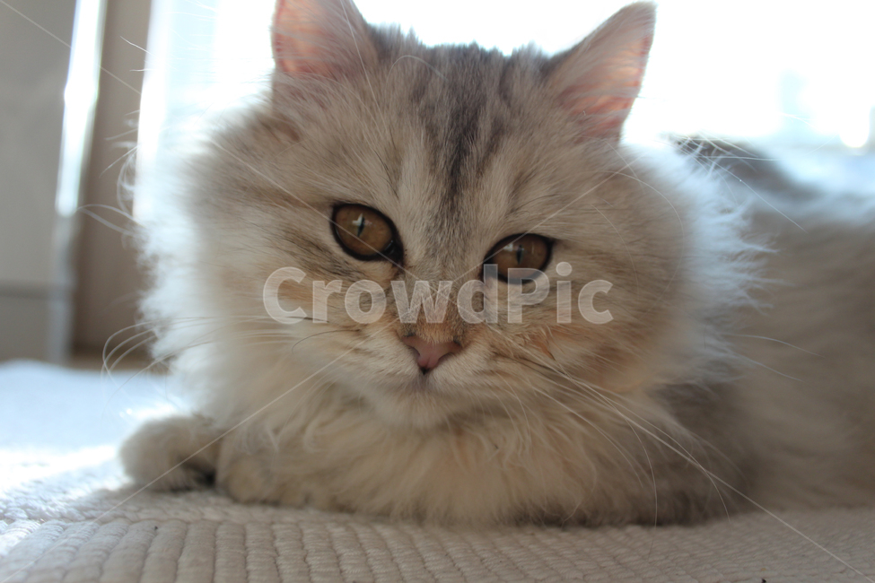 고양이,페르시안,눈동자,동물,포유류,페르시아,냐옹이,반려,Persian,animal,mammal,cat,kitten,kitty,동물,animal,포유류,mammal,고양이,cat,kitten,kitty