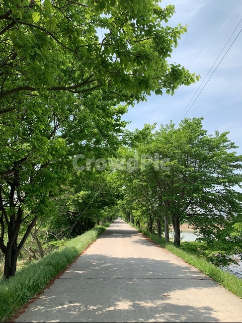충청도,진천,나무길,나무,자연,하늘
