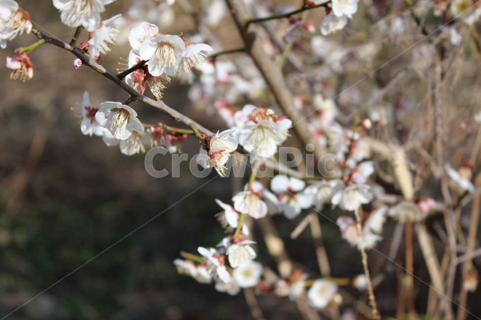 꽃,길가,색감,봄,spring,계절,분위기,flower,매화,벚꽃,겹벚꽃,흰꽃,white,sensitive,feeling