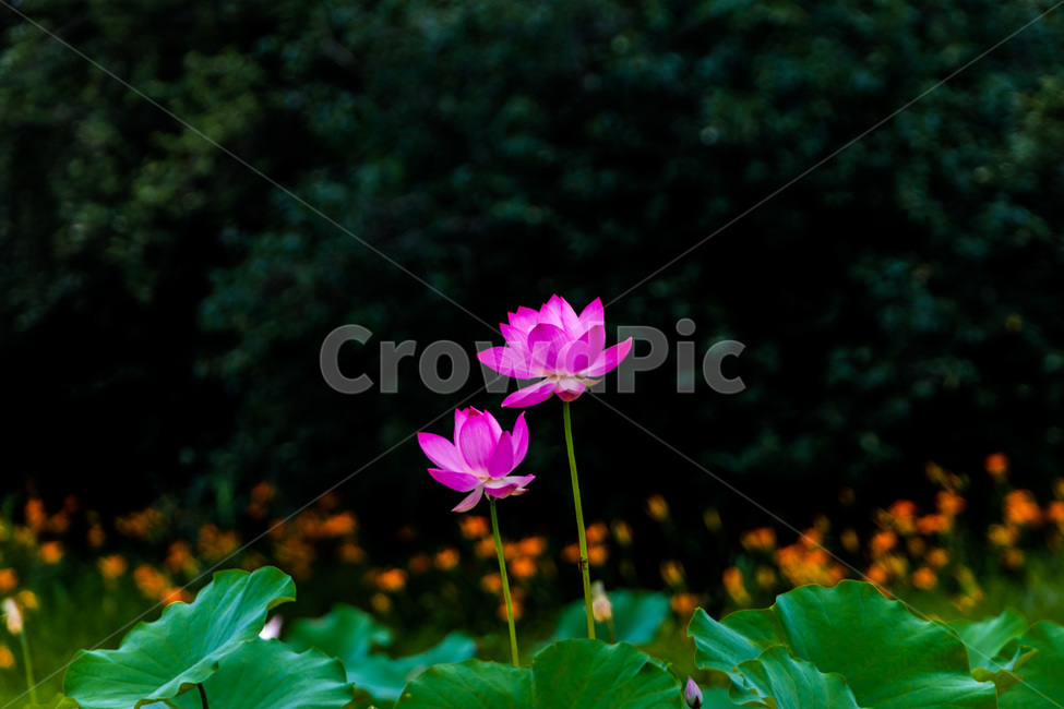 연꽃,연잎,청초,습지,자연,무늬,식물,자연,plants,nature,꽃,flower