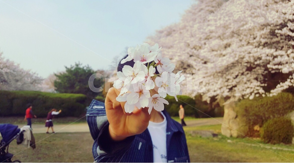 벚꽃,봄,꽃,인물,감성사진