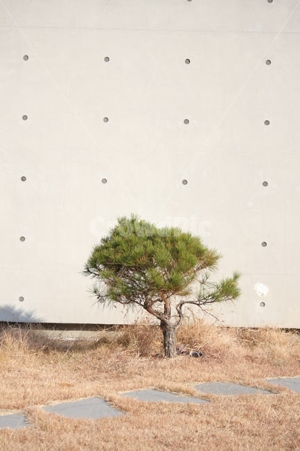 정원,소나무,조경,햇살,나무,식물,식물,자연,plants,nature,나무,trees,wood