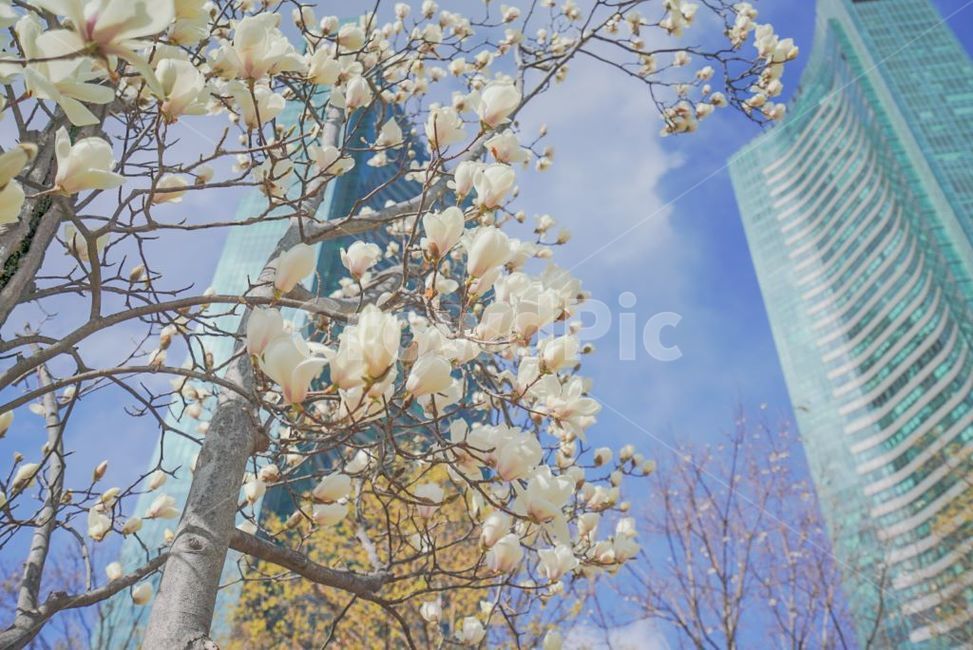 꽃,하늘,자연,도시,맑은,봄,계절,spring,season,도시,풍경,city,landscape