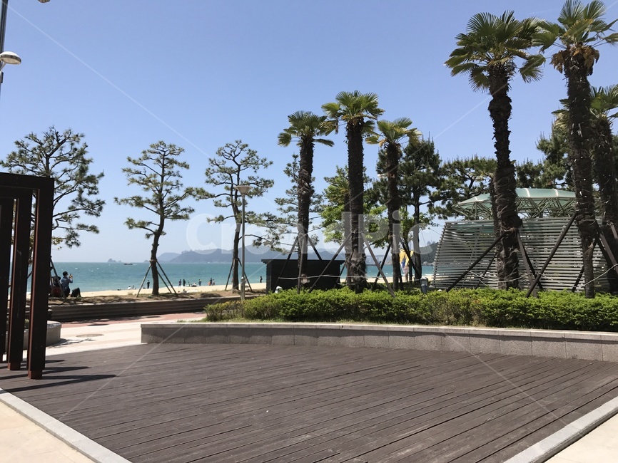부산,해운대,해안가,모래사장,야자수,palmtree,arecaceae