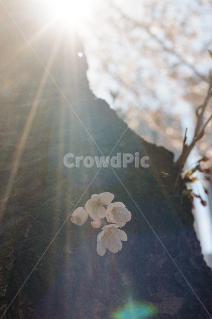 필름사진,filmphotography,필름,플레어,flare,빛,light,꽃,flower,blossom,식물,plant,벚꽃,cherryblossom,봄,계절,spring,season
