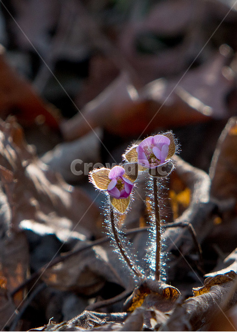 노루귀,봄,꽃,영흥도,빛,새봄,들꽃,야생화,식물,자연,plants,nature,꽃,flower