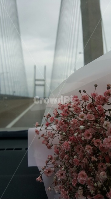 다리,꽃,플라워,흐림,드라이플라워,꽃,flower