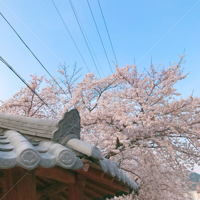 봄,spring,벚꽃,blossom,기와,정자,한국,korea