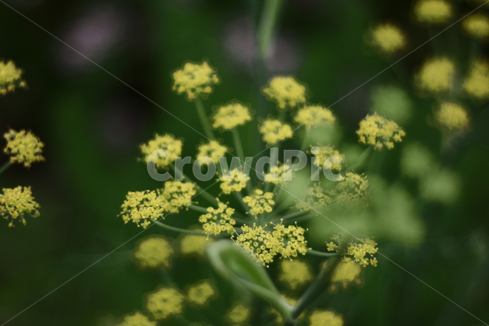봄꽃,꽃,아름다움,살랑살랑,배경화면,봄,계절,spring,season,식물,자연,plants,nature,꽃,flower,plant,food,음식,seasoning,양념