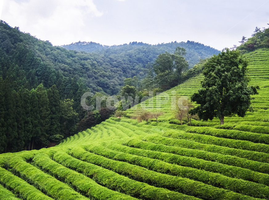 녹차,녹차밭,산,나무,하늘,휴식,풍경,자연,힐링,길,nature,landscape,healing,자연,풍경,nature,landscape,한국자연풍경,한국자연경관,korea nature landscape,산업,industry,industrial,농업,농사,agriculture,farming,farming industry,outdoors,옥외