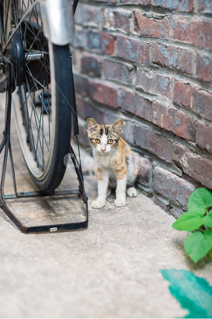 고양이,캣,cat,길냥이,길고양이,길냥,냥이,고양,동물,동물,animal,포유류,mammal,고양이,cat,kitten,kitty