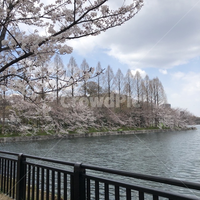 풍경,봄,벚꽃,강가,강,봄,계절,spring,season,railing,난간,banister,handrail,plant,식물