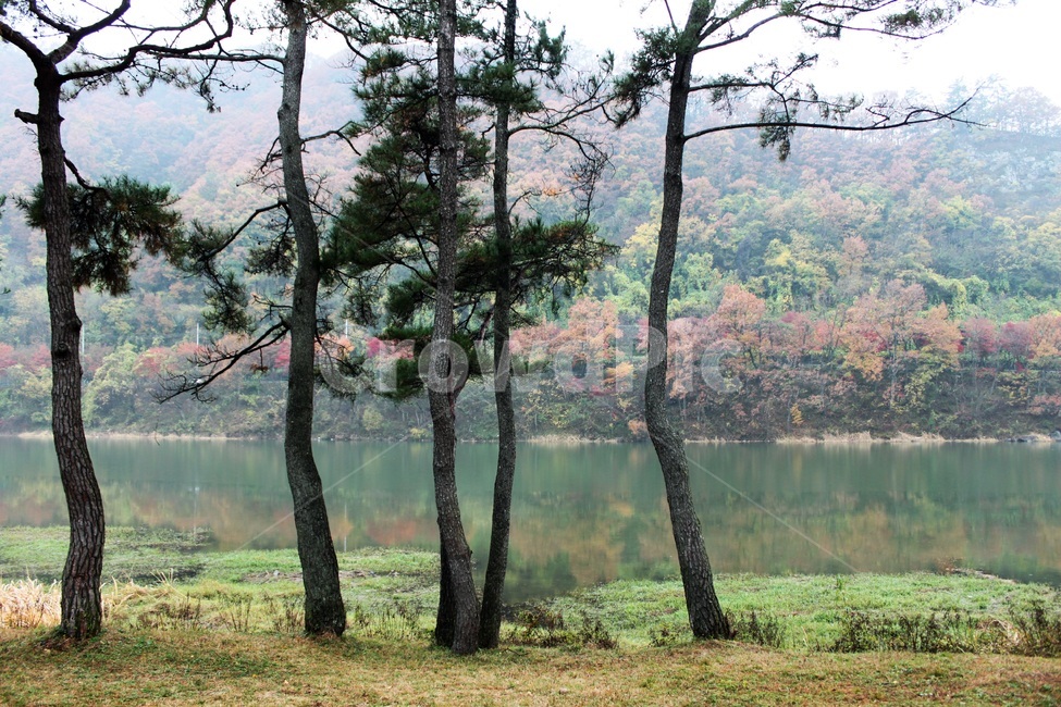 강변,소나무,드들강,남평,가을,솔밭유원지,호수,강,가을풍경,단풍,물가,자연,반영,잔잔함,고요함,숲,산책,여행,힐링,경치,산,계절,한국자연,색감,평화,휴식,수면,물안개,한적함,차분함,산자락,강가,가을정취,자연풍경,소나무숲,수변공간,경관,녹색,낙엽,풍광,가을,계절,fall,autumn,season,자연,풍경,nature,landscape,한국자연풍경,한국자연경관,korea nature landscape,plant,식물,tree,나무,tree trunk,나무 줄기