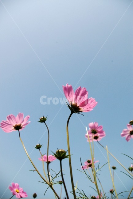 꽃,코스모스,풍경,가을,플라워,하늘,가을,계절,fall,autumn,season,식물,자연,plants,nature,꽃,flower,plant