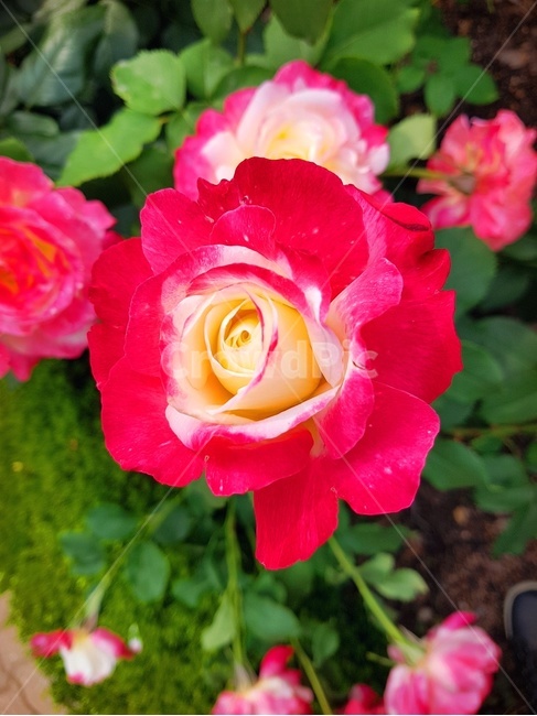 꽃송이,장미,장미축제,로즈데이,꽃다발,하트,love,사랑,자연,계절의여왕,rose,장미향,장미공원,장미무늬