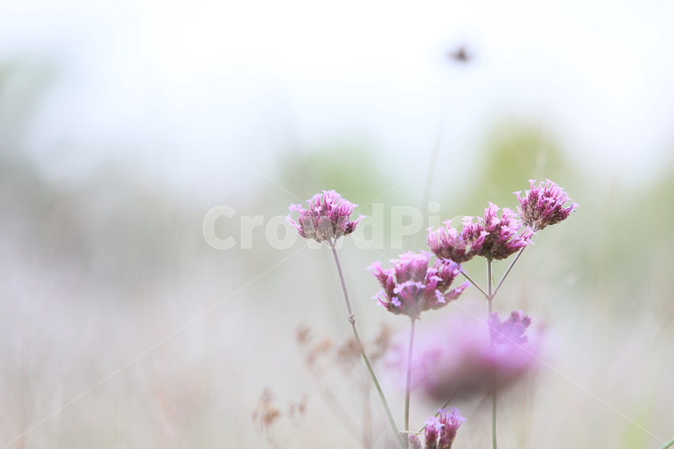꽃,야생화,자연,들꽃,식물,식물,자연,plants,nature,꽃,flower