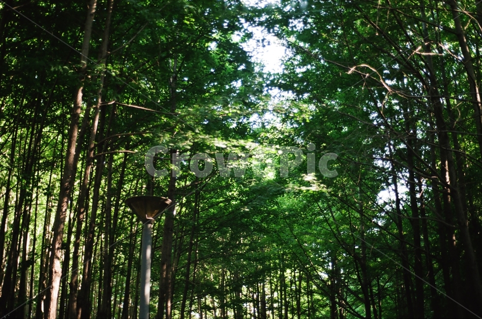 서울숲,공원,나무,숲,힐링,풍경,숲속,햇빛,자연,풍경,nature,landscape,휴식,힐링,rest,relaxation,healing,plant,식물,bamboo,대나무