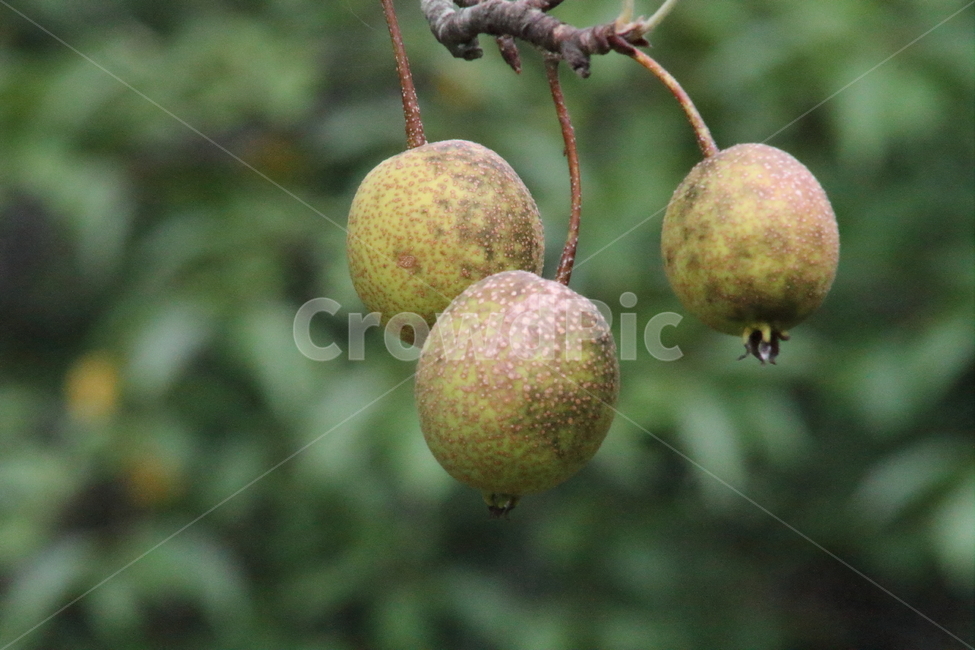 돌배,과일,열매,sandpear,pyruspyrifolia,배,식물,자연,plants,nature,과일,열매,fruit
