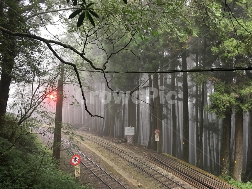 대만,타이완,아리산,기차길,초록,아스라함,안개,자연,풍경,nature,landscape,transportation,교통,rail,레일,train track,기찻길,railway,철도
