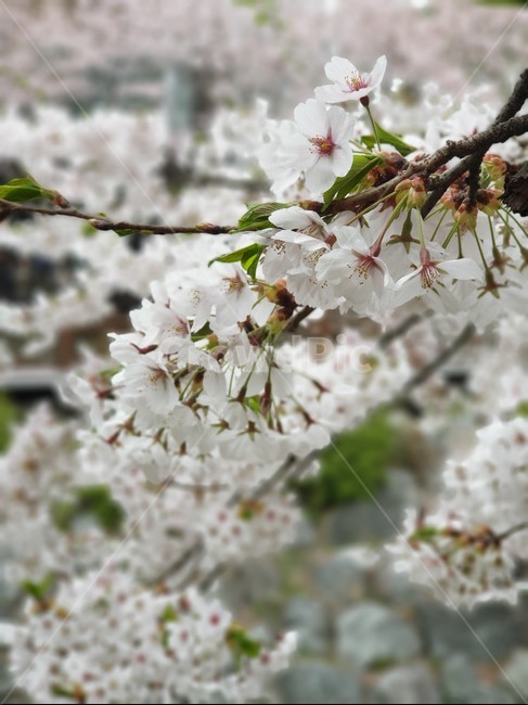 plant,식물,blossom,flower,꽃,cherryblossom