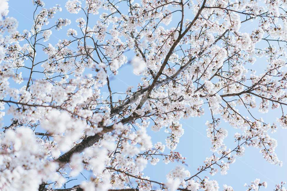 봄,spring,벚꽃,꽃,blossom,cheeryblossom,자연,식물,nature,하얀꽃,맑은,하늘,봄꽃,flower,봄,계절,spring,season