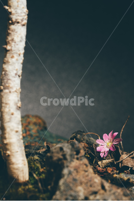 꽃,flower,flow,봄꽃,flowerphotography,식물,자연,plants,nature,꽃,flower