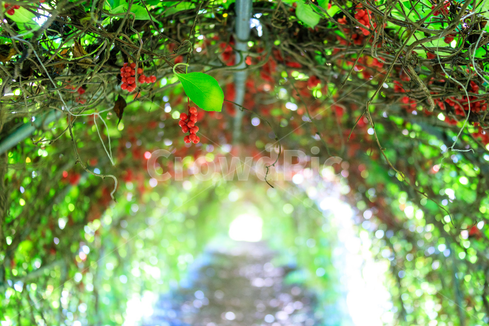 오미자,과일,열매,수확,농업,제철,식물,자연,plants,nature,과일,열매,fruit