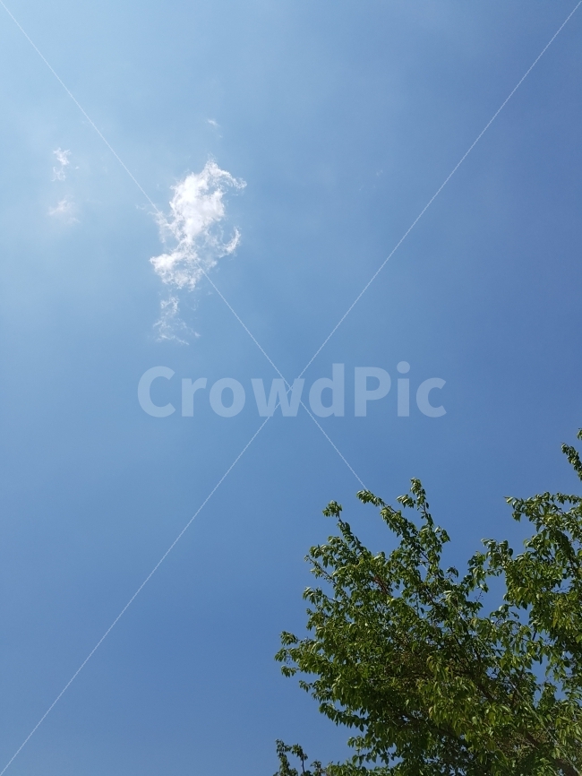 하늘,구름,나무,맑음,자연,바람,봄,sky,cloud,tree,sunny,nature,wind,spring,자연,풍경,nature,landscape