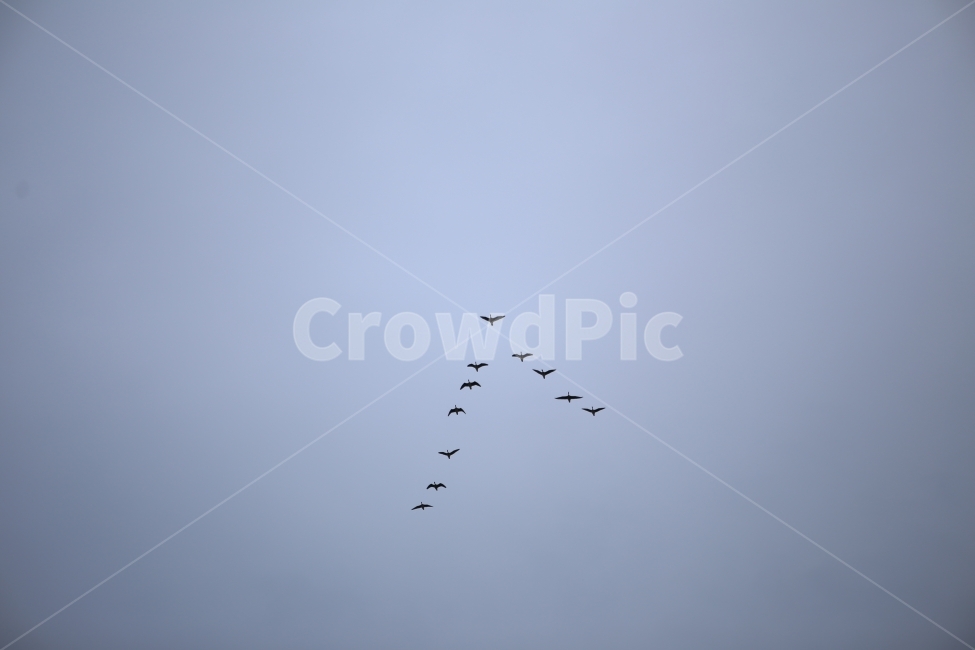 기러기,자연,하늘,겨울,철새,동물,animal,조류,새,birds