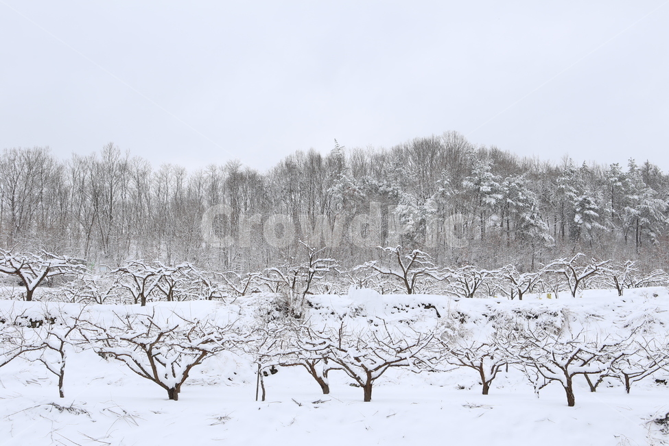 겨울,나무,화이트,눈,white,겨울,계절,winter,season,자연,풍경,nature,landscape,outdoors,옥외