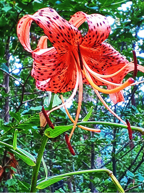 plant,식물,blossom,꽃,야생화,나리꽃,참나리,식물,자연,plants,nature,꽃,flower