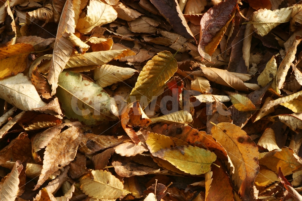 낙엽,가을,계절,떨어짐,수확,갈색,가을,계절,fall,autumn,season,식물,자연,plants,nature,leaf,잎,plant