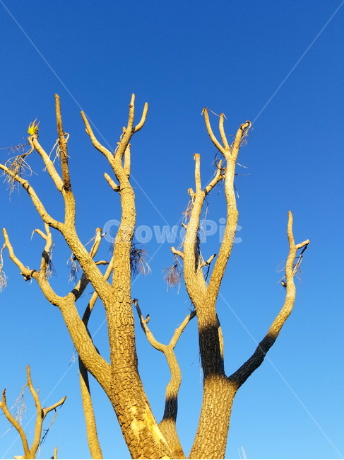 나무,파란하늘,나무와하늘,나뭇가지,tree