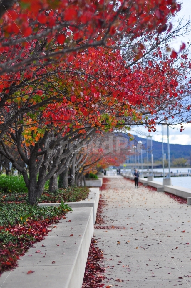 호주,캔버라,가을,단풍,낙엽,단풍나무,단풍잎,호수,길,거리,나무,australia,canberra,season,autumn,maple,trees,leaves,fallenleaves,path,street,가을,계절,fall,autumn,season,도시,풍경,city,landscape,해외,외국,세계,foreign,oversea,world,tree,plant,식물