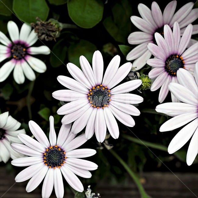 오스테오스펄멈,꽃,봄,자연,식물,아프리카원산,아프리칸데이지,flower,plant,floral,garden,Osteospermum,디모르포테카,데모루,오스테오스퍼멈