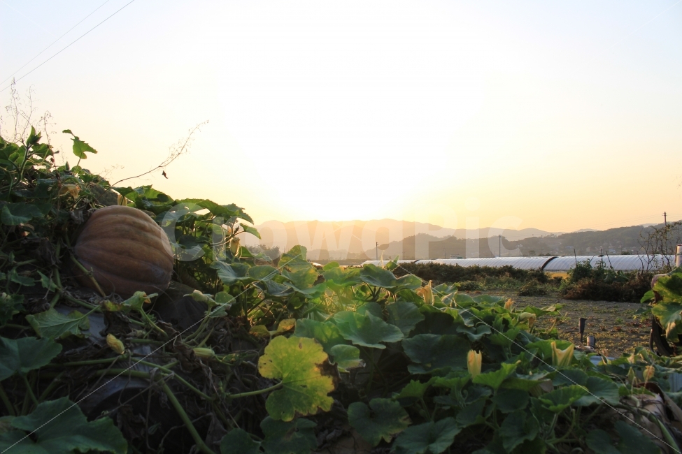 농촌,양평,시골,가을,호박,수확,자연,색감,석양,시골,마을,풍경,landscape,country,rural,town,음식,식재료,요리,food,cook,meal,dishes,food reserves,채소,야채,vegetables