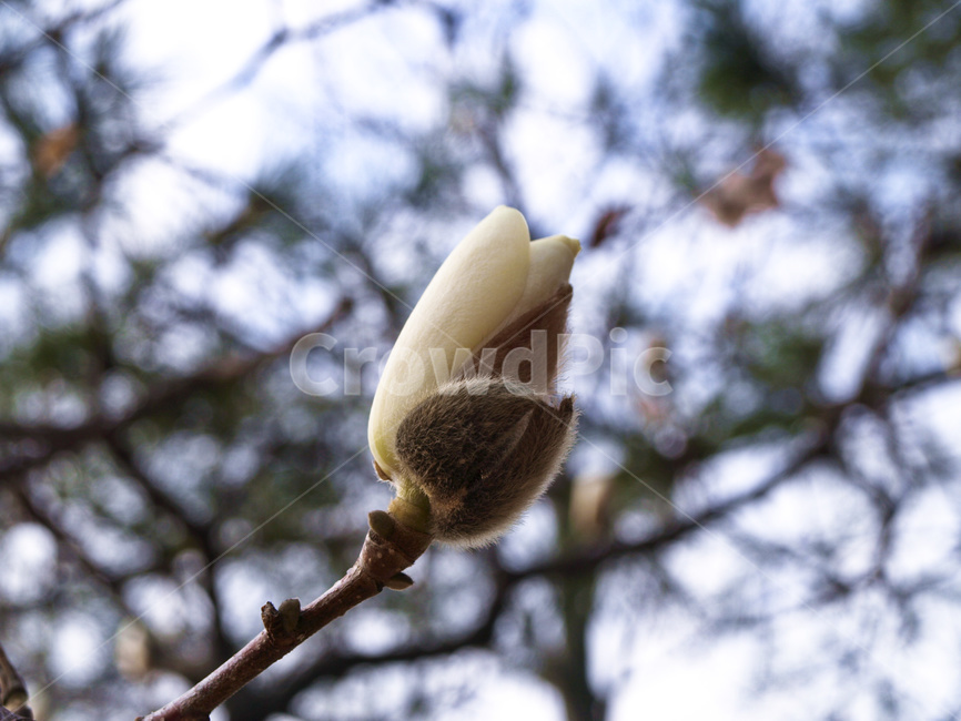 beautiful,beauty,bloom,blossom,branch,brown,bud,closeup,flora,floral,flowerpattern,fresh,garden,growth,macro,macroflower,magnolia,magnoliabud,magnoliaflower,magnoliatree,natural,nature,outdoor,outside,park,plant,season,spring,tree,white,꽃,식물,목련꽃,목련