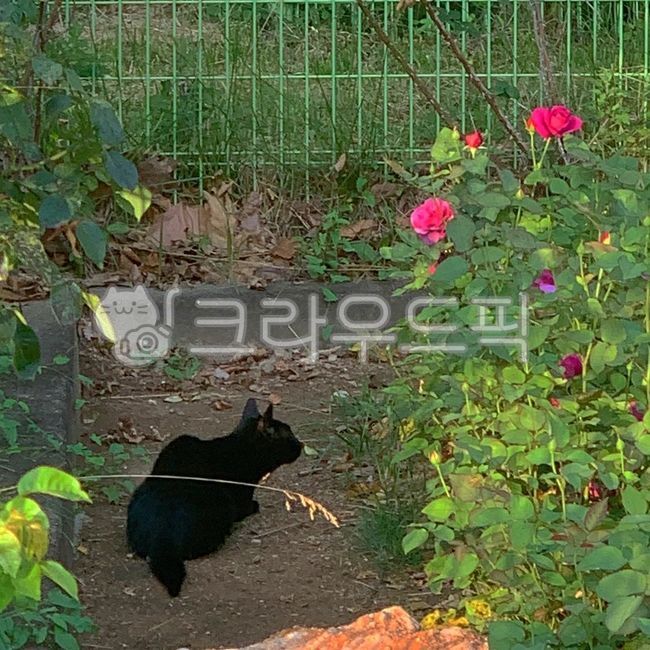 nature,Black cat,cat,wild flowers,flower