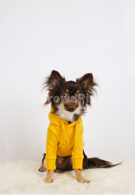 강아지,개,스튜디오,앉아있는강아지,흰색배경,치와와,장모치와와,옷입은강아지,노란색후드,yellow,dog,puppy,studio,sittingdog,whitebackground,chihuahua,longhairedchihuahua,dresseddog,yellowhoodedshirts,동물,animal,포유류,mammal,개,강아지,dog,doggy