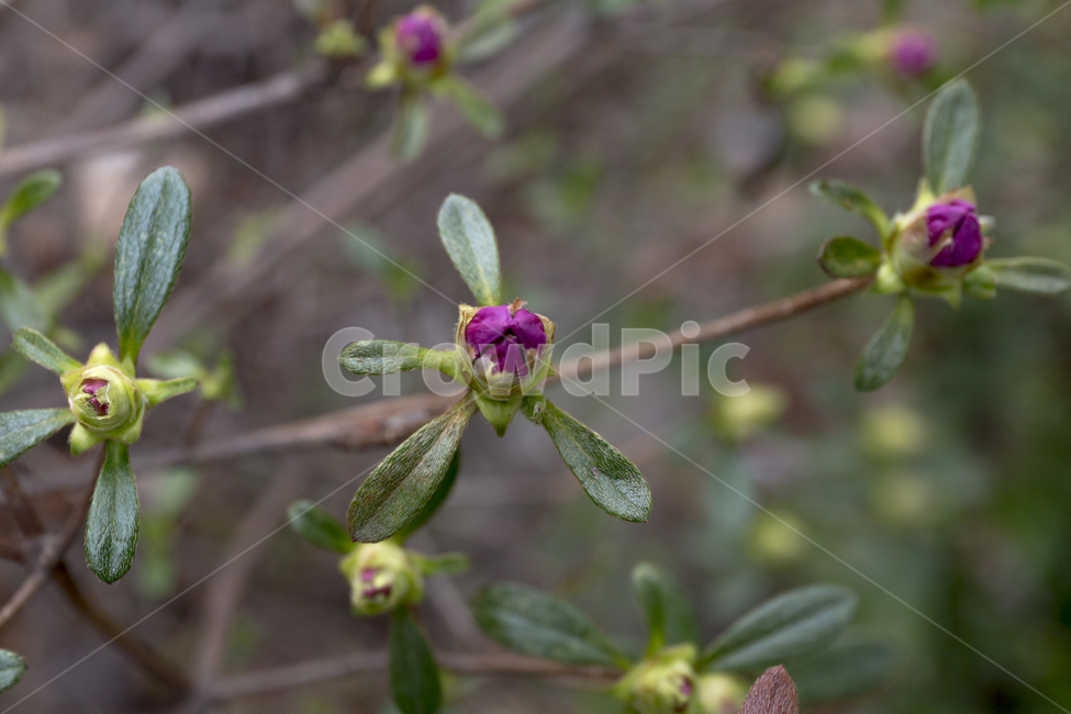 봉오리,연산홍,꽃,봄,준비,봄,계절,spring,season,식물,자연,plants,nature,꽃,flower,plant,blossom