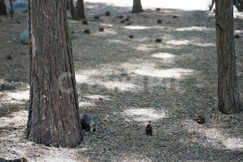 다람쥐,나무,동물,자연,풍경,산,해외,조심,응시,UnitedStates,Nobody,Squirrel,솔방울,동물,animal,포유류,mammal
