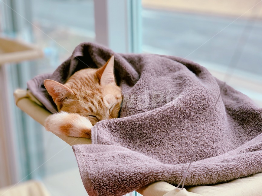 고양이,동물,애묘,잠,오후,동물,animal,포유류,mammal,고양이,cat,kitten,kitty