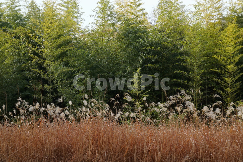 plant,식물,tree,나무,대나무,대나무숲,봄,spring
