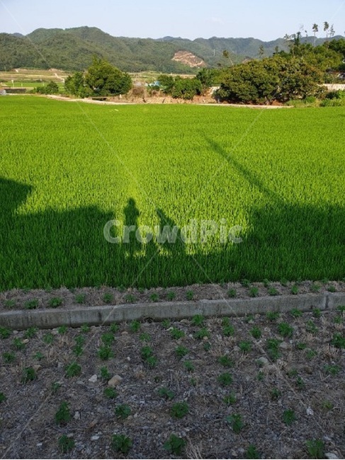 그림자,가족,배경,시골,논
