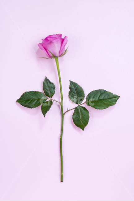 봄,꽃,쇼핑,이벤트,시즌,식물,자연,봄꽃,매화,홍매화,풍경,장미,오하이오블루,미스티블루,라넌큘러스,튤립,카네이션,프레임,아네모네,몬스테라,유칼리투스,잎,잎사귀,나뭇잎,열대식물,마카롱,열대잎,선물,선물상자,편지봉투,편지,테그,휴대폰,패턴,배경,백그라운드,드로잉,일러스트,손그림,그림,접사,클로즈업,누끼,경치,컨셉,콘셉트,콘셉,기획,가지,꽃봉오리,꽃잎,줄기,개화,만개,식물,자연,plants,nature,꽃,flower,기념일,축하,anniversary,congratulation,celebrate,celebration