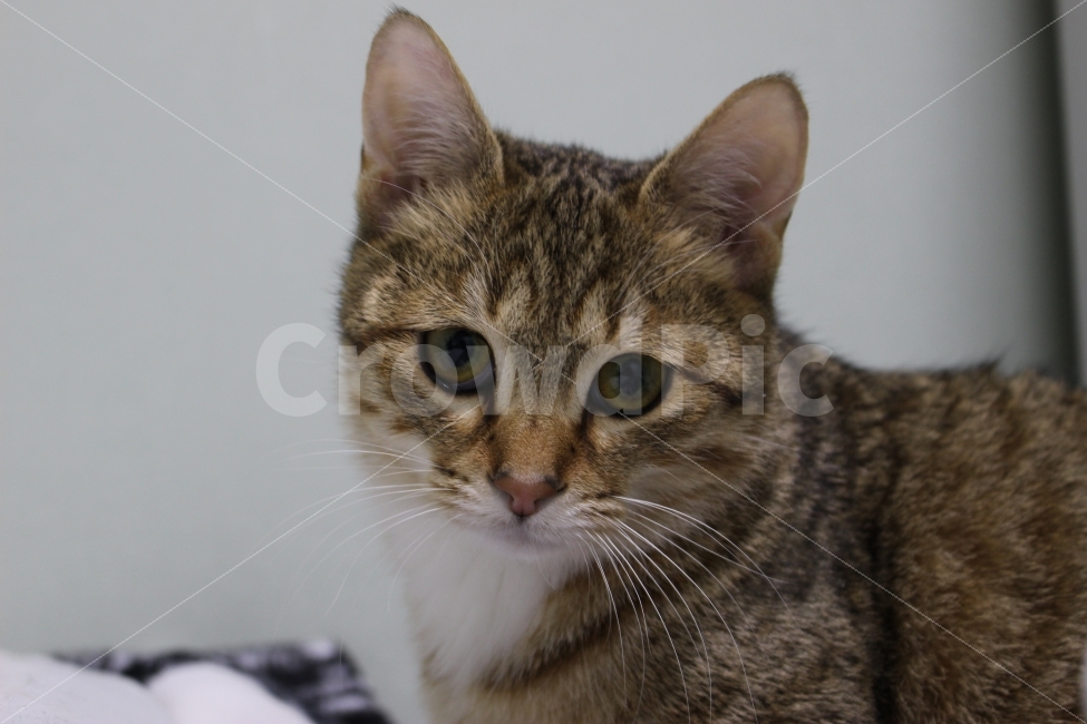 고양이,반려동물,유기묘,길냥이,애완동물,cat,pet,kitten,아기고양이,코숏,코리안숏헤어,동물,animal,고양이,cat,kitten,kitty,포유류,mammal