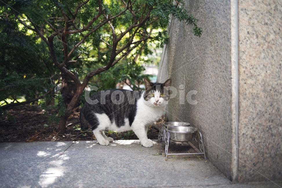 	고양이,길고양이,길냥이,애완동물,반려동물,생명,자연,야생,야생동물,야생고양이,미묘,미냥,cat,kitty,kitten,cute,lovely,adorable,pet,animal,street,streetcat,stray,straycat,wild,wildlife,wildcat,wildanimal,nature,natural,beauty,beautiful,동물,animal,포유류,mammal,고양이,cat,kitten,kitty