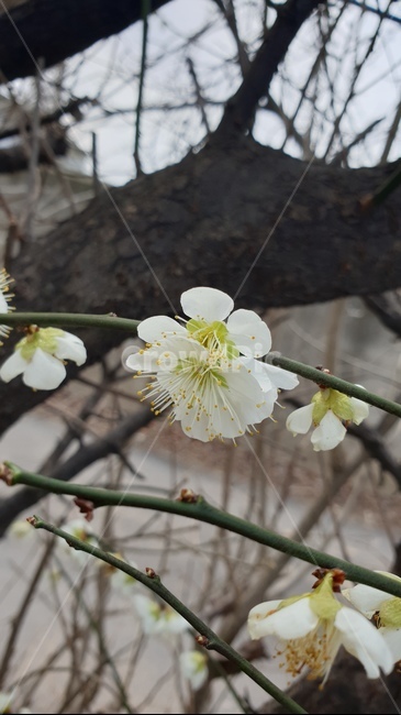 봄,꽃,식물,자연,blossom